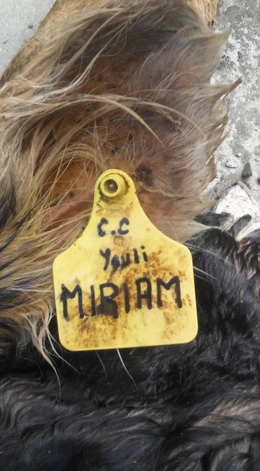 HALLAN CABEZAS DE GANADOS MUERTOS EN EL RÍO DE PALCAMAYO, SERÍA UN CASO DE ABIGEATO