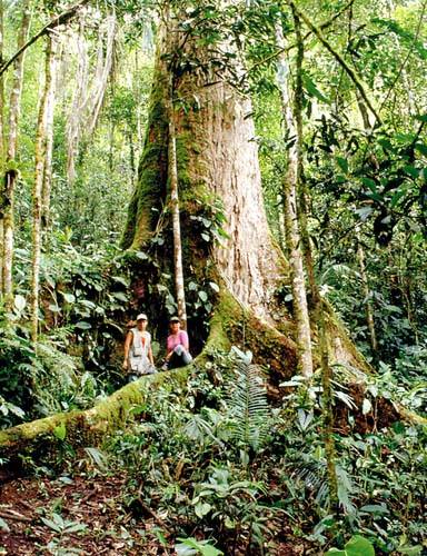 EL SANTUARIO NACIONAL DE PAMPA HERMOZA EN PELIGRO.